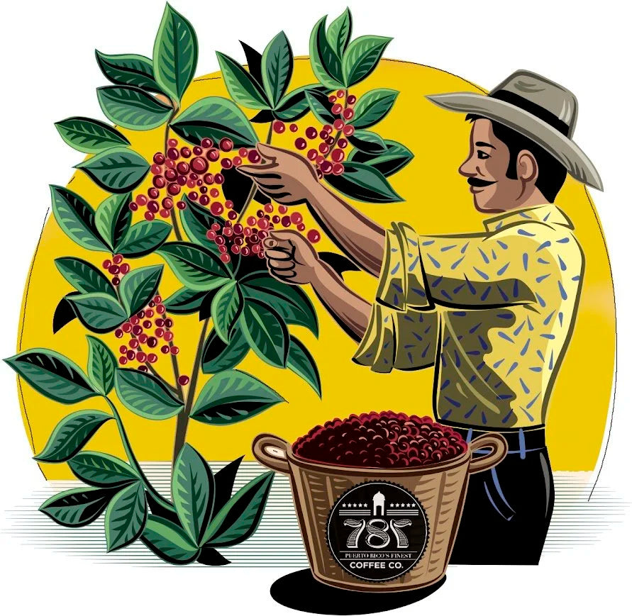 Stories from the Field: Unveiling the Heart of 787 Coffee Farming