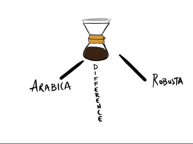 The Difference Between Arabica & Robusta Coffee