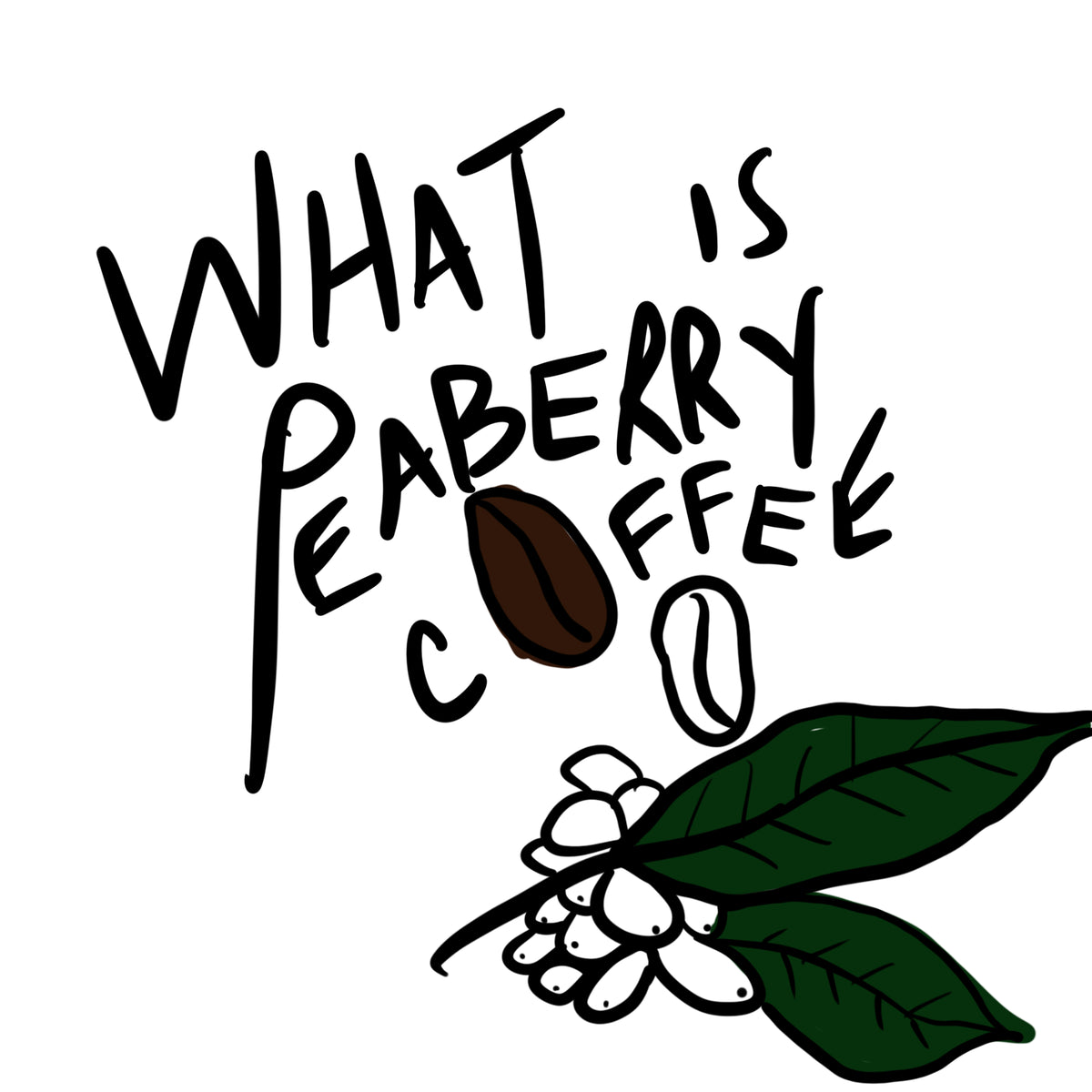Peaberry coffee from Hacienda Iluminada, 787 Coffee