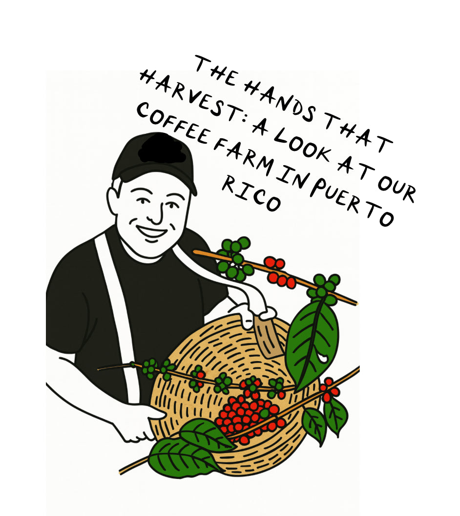 The Hands That Harvest: A Look at Our Coffee Farm in Puerto Rico