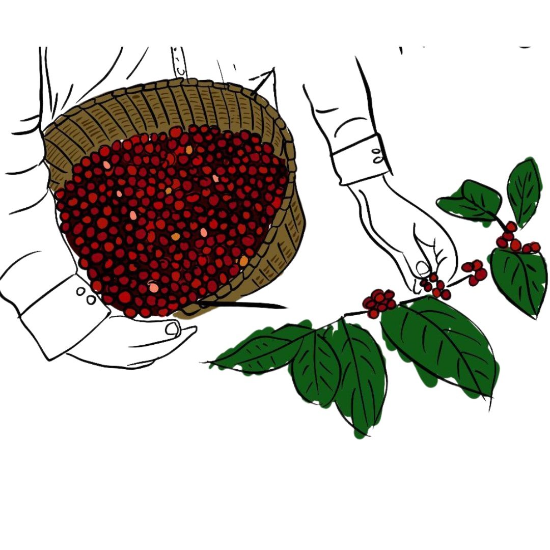The Truth About Organic Coffee- Is it Better?